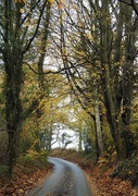 16th Nov 2017 - Country lane in autumn