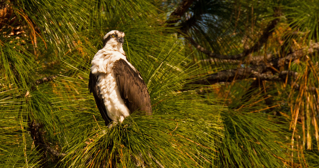 Osprey in the Pines! by rickster549