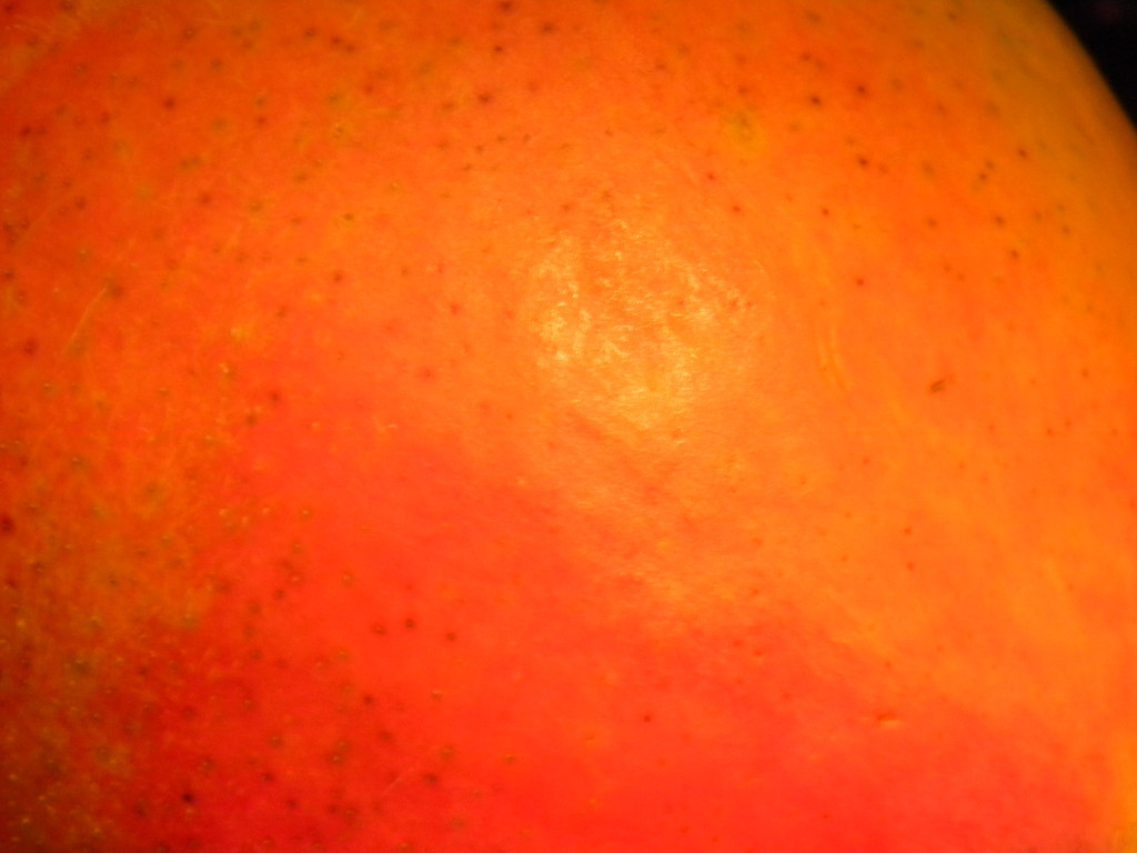 Mango Closeup  by sfeldphotos