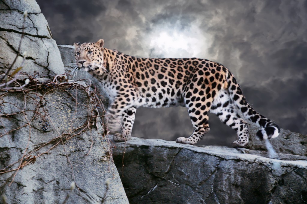 Night Time Leopard by randy23