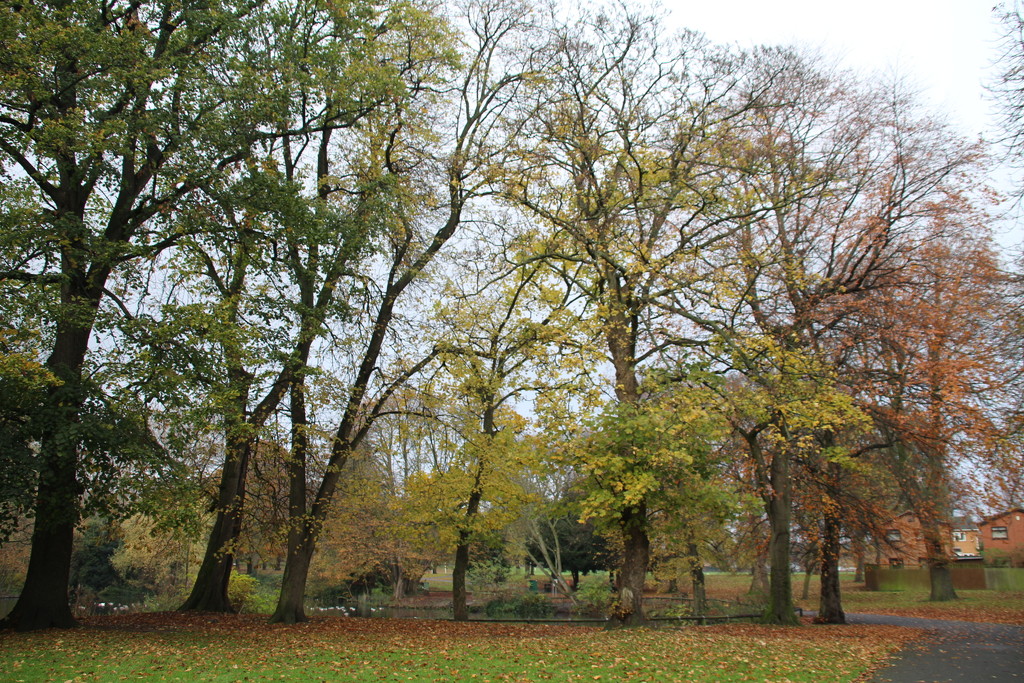 Trees in the Park by oldjosh