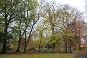 15th Nov 2017 - Trees in the Park