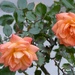 Roses On Our Patio by g3xbm