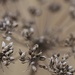 Stripey Fennel Seeds by motherjane