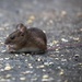 Vole? by dailydelight