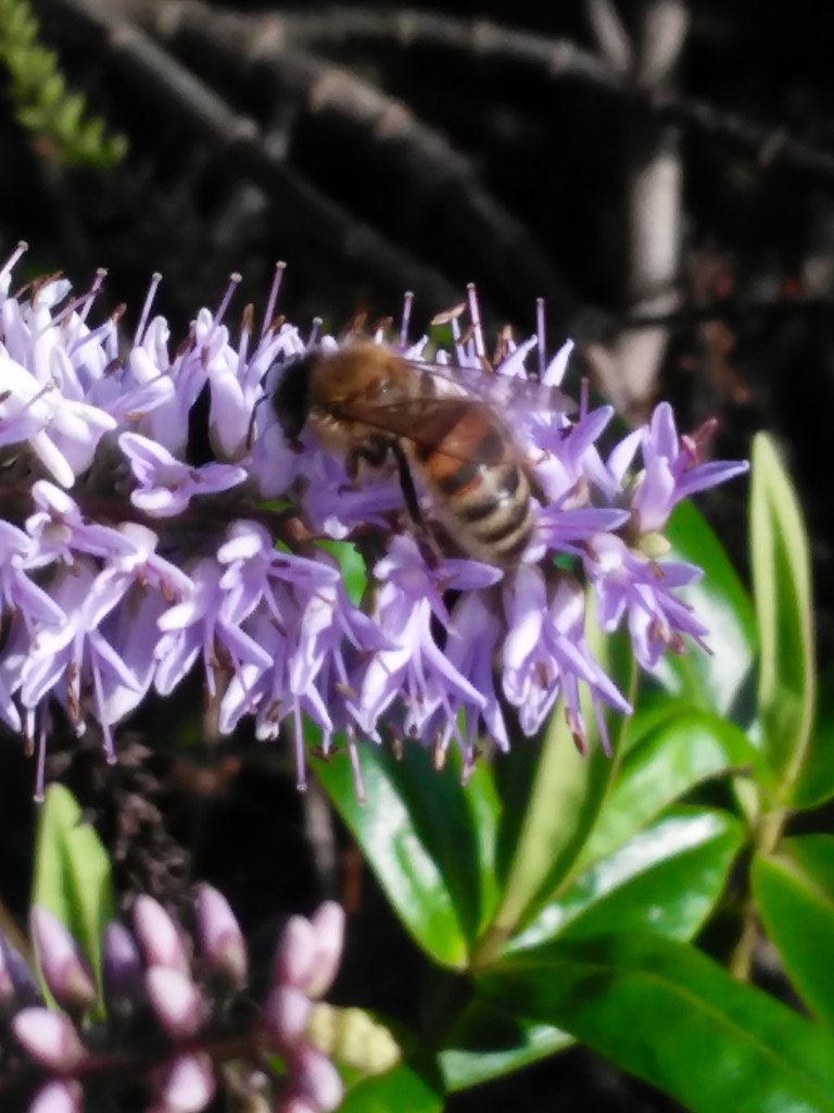 Bee on a Hebe bush? by jmdspeedy