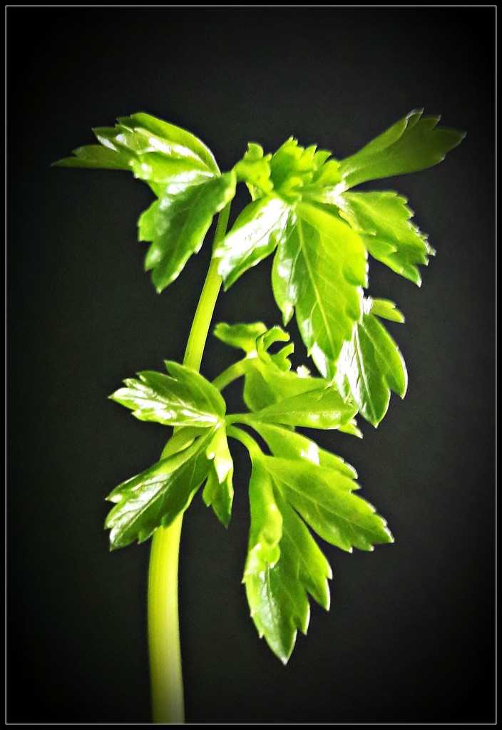 Shiny parsley  by jokristina