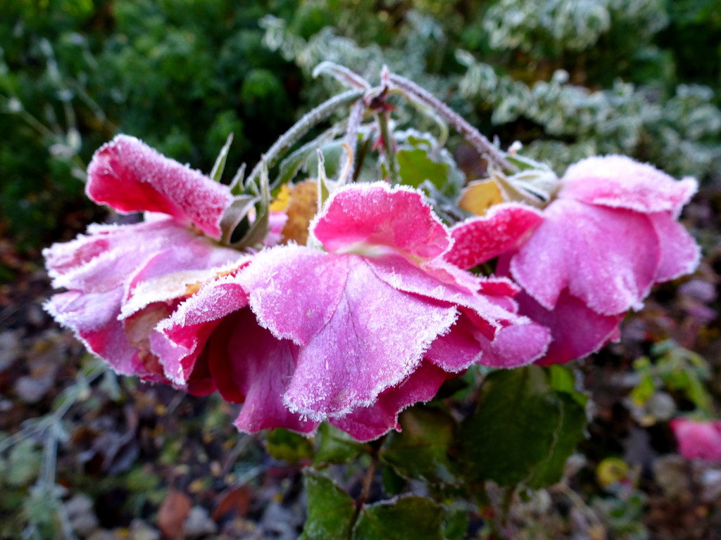 Frozen Roses . by snowy