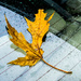 leaf and a rear defrost by rminer