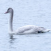 Swan Closeup by rminer