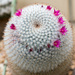 Cactus by rminer