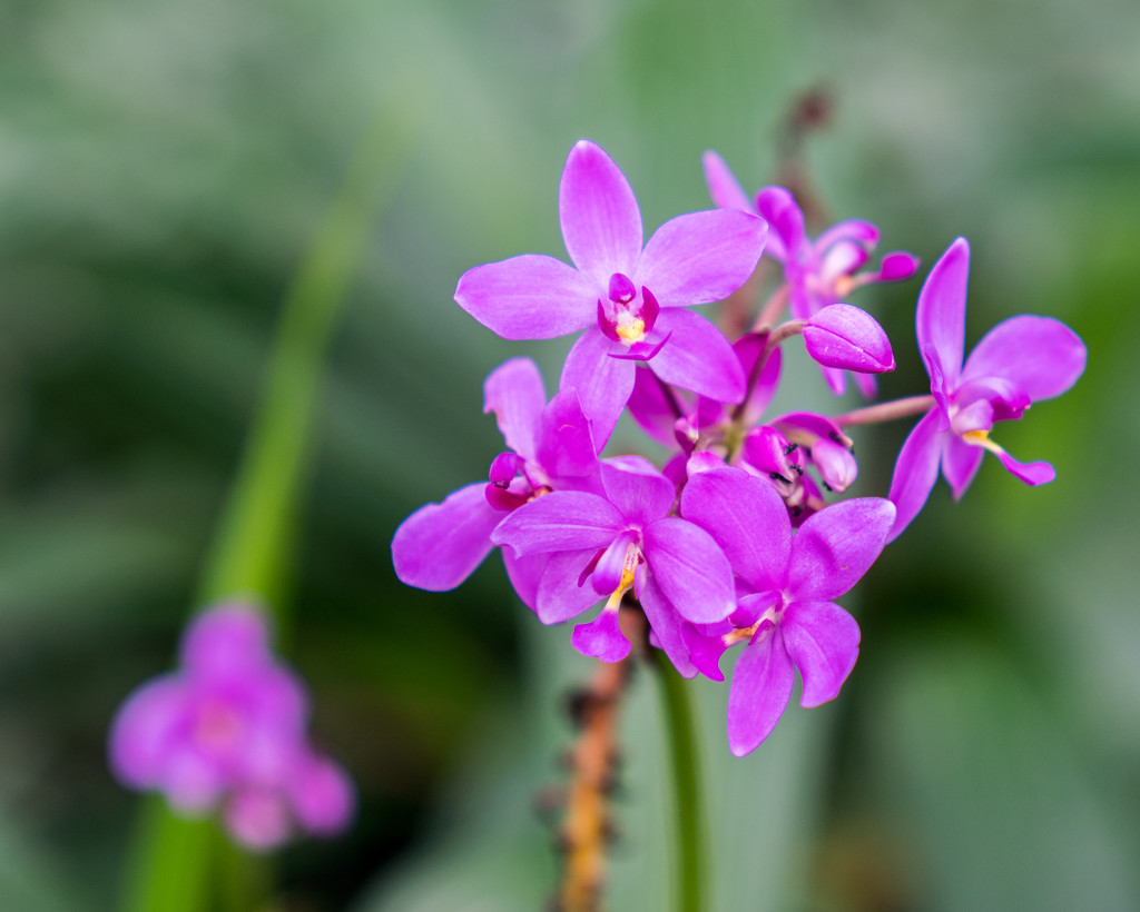 Purple Flower by rminer