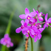 Purple Flower by rminer