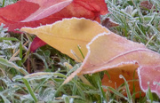 16th Nov 2017 - Frosty leaves