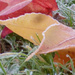 Frosty leaves by snowy
