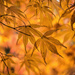 Autumn colour by inthecloud5