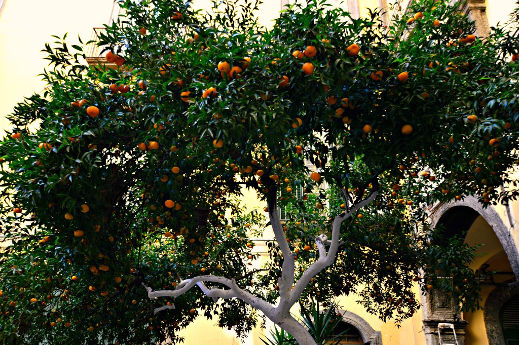 Clementines by caterina