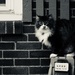 neighbor cat by amyk