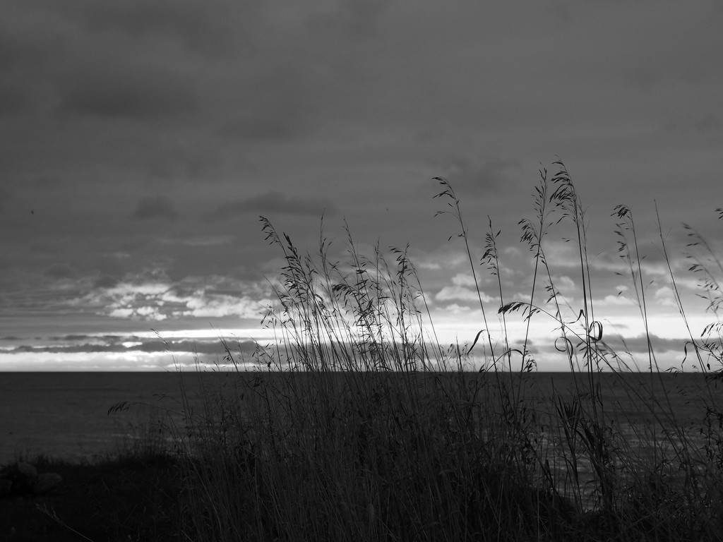 Grasses Against the Sunrise by selkie