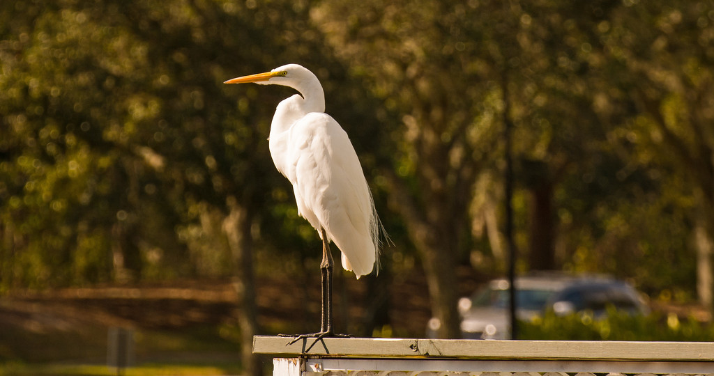 Egret Statue! by rickster549