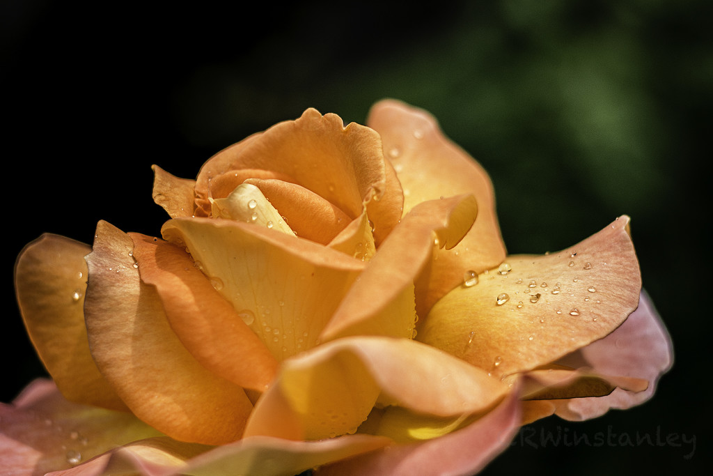 Day 320 Raindrops on Roses by kipper1951