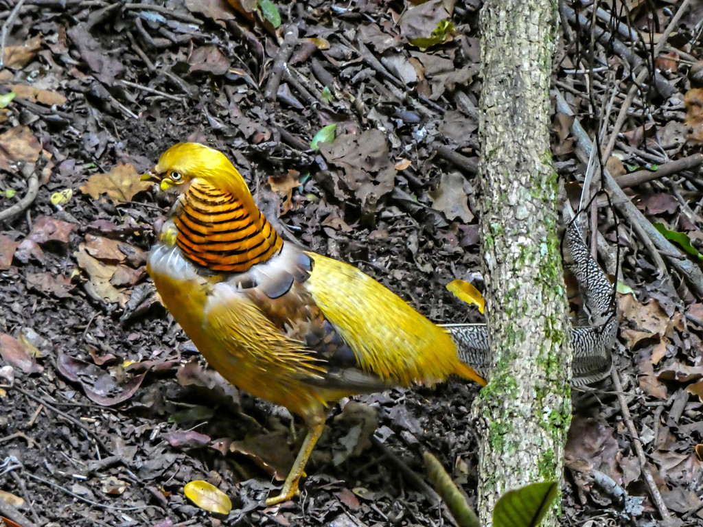 Female Golden Pheasant........... by ludwigsdiana