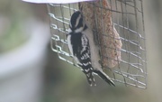 17th Nov 2017 - Woodpecker