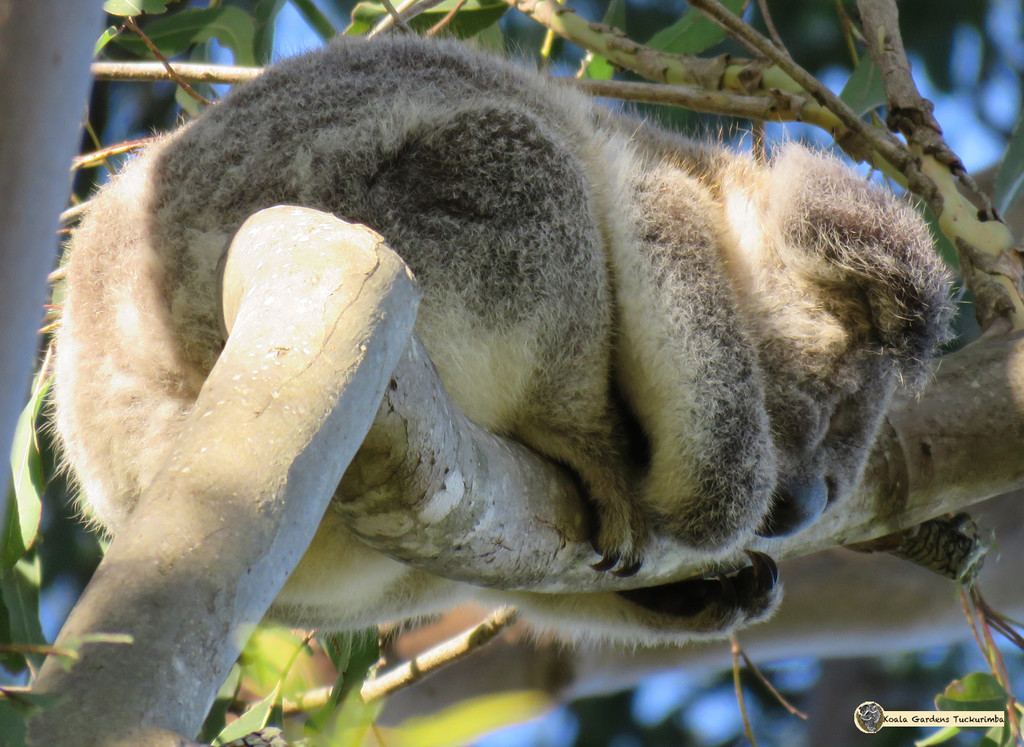 the flip side by koalagardens