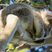 the flip side by koalagardens