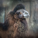 Blissful Camel by taffy