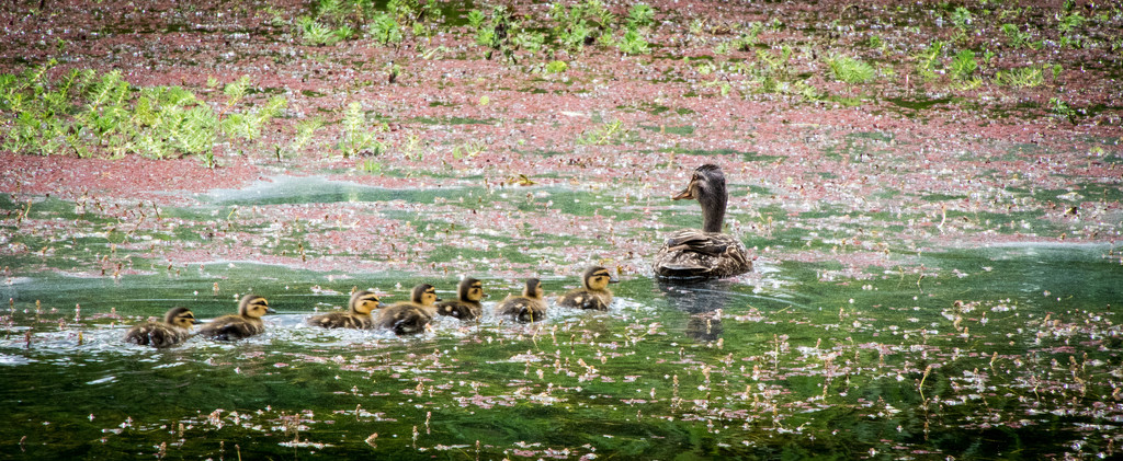 Mother Duck and the Seven Ducklings by yorkshirekiwi