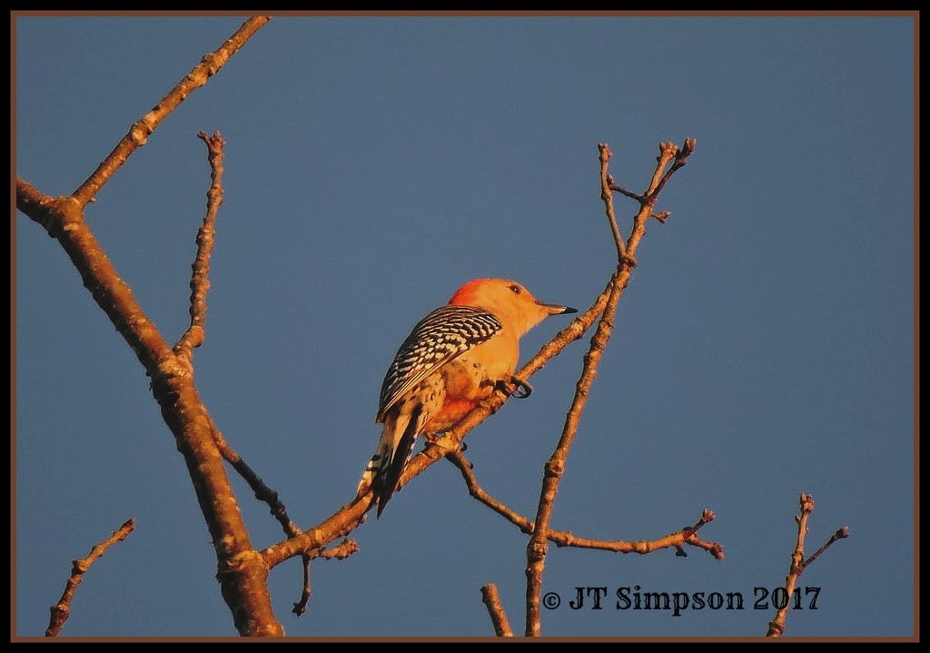 Alabama Red Bellied Woodpecker by soylentgreenpics