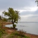A Mesquite tree holding it’s place on the lake shore by louannwarren