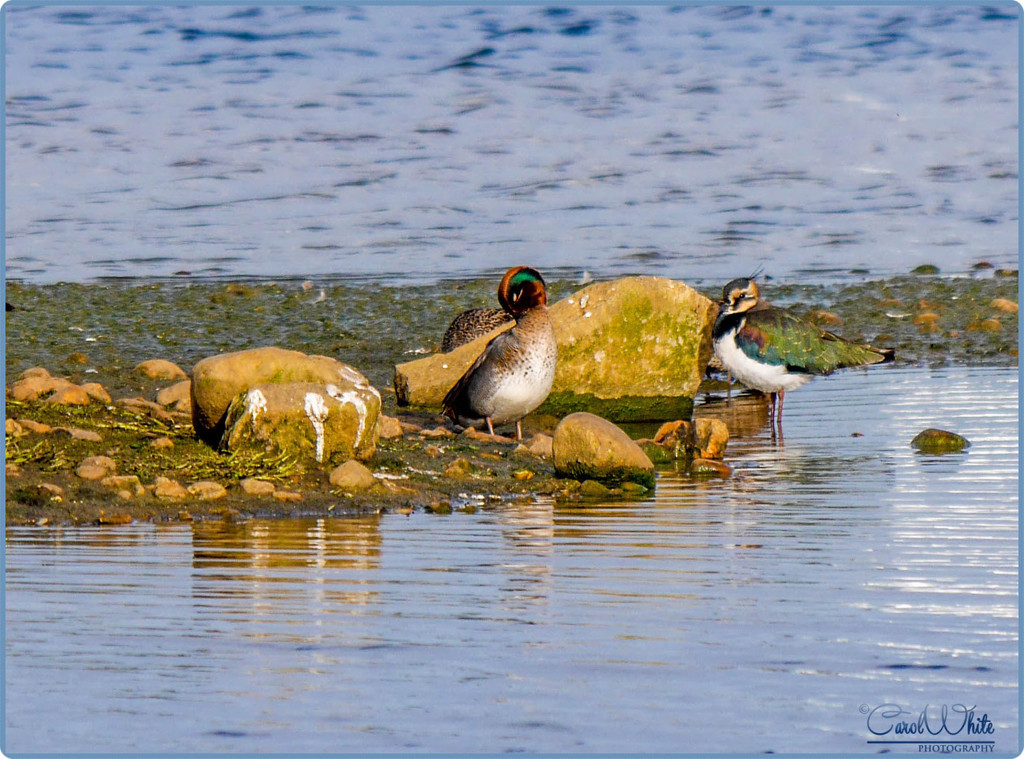 Teal And Lapwing by carolmw