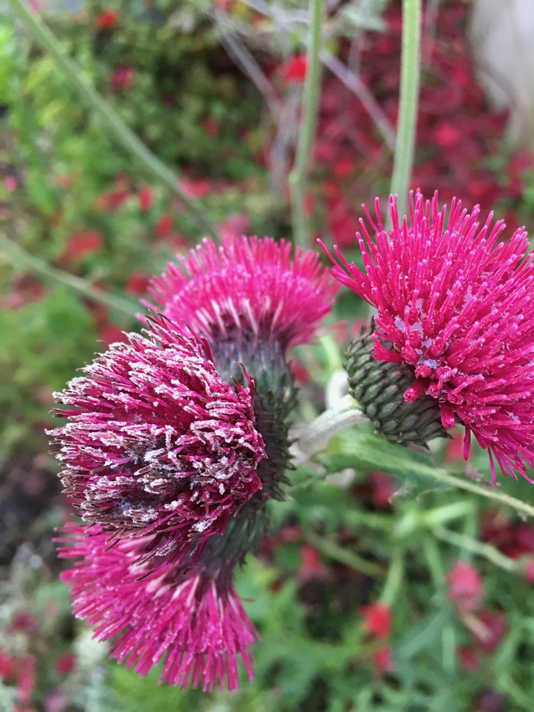 Frosty thistle by 365projectmaxine