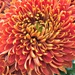   Bronze Chrysanthemum. by wendyfrost
