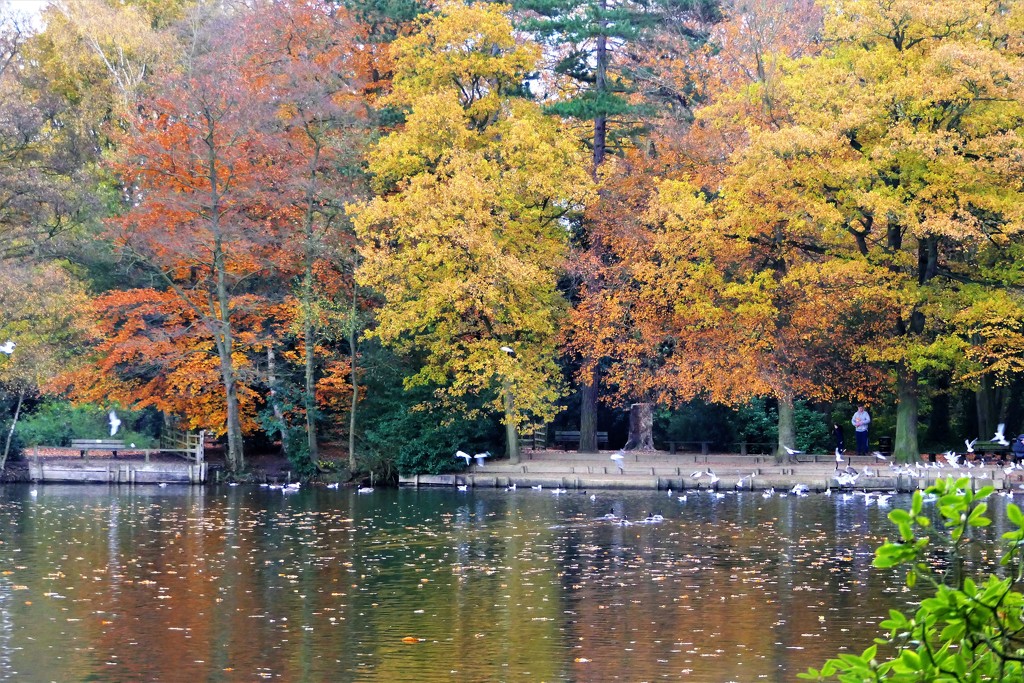 Hartsholme Autumn by carole_sandford