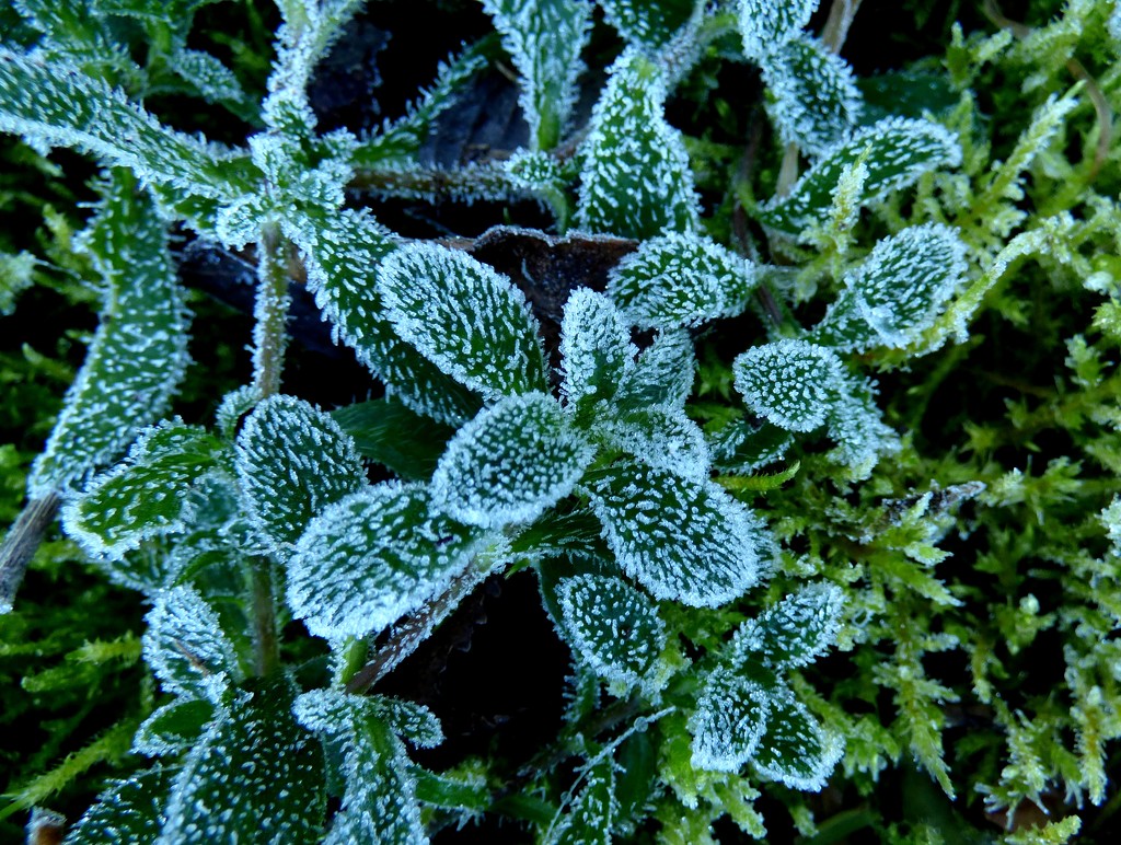First frost by julienne1