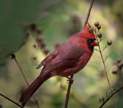 18th Nov 2017 - Male Northern Cardinal