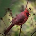 Male Northern Cardinal by essiesue