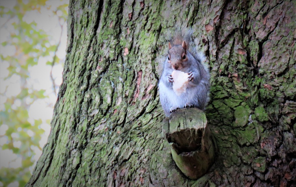 Tree Rat by phil_sandford