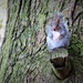 Tree Rat by phil_sandford