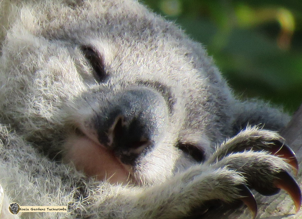 sleepy bliss by koalagardens