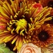 Fall Bouquet  by jo38