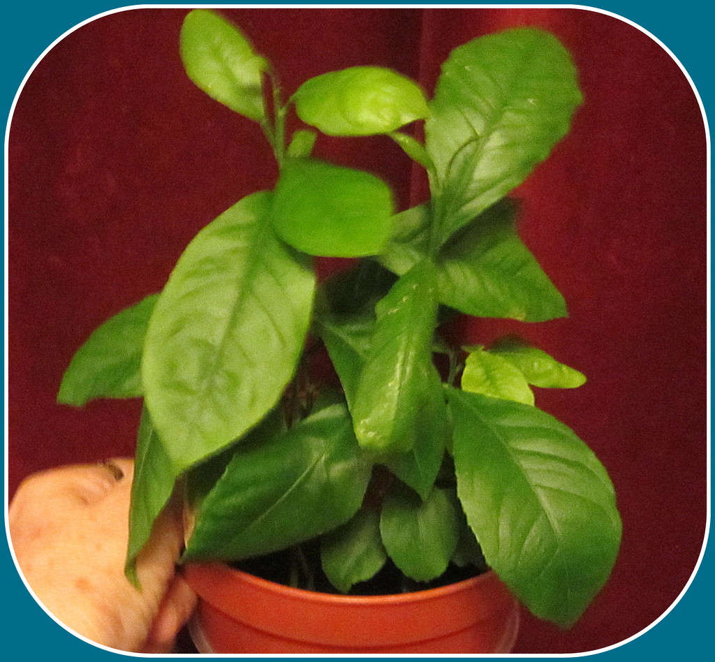 An indoor citrus plant grown from a pip. by grace55