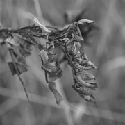 18th Nov 2017 - Curling with the Cold - B&W version