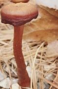 18th Nov 2017 - Day 64:  Winter Mushroom