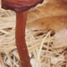 Day 64:  Winter Mushroom by sheilalorson