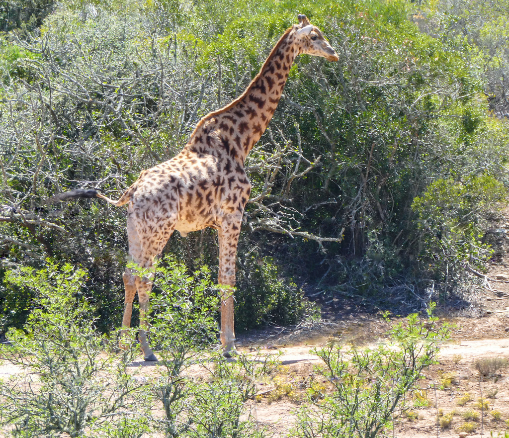A Giraffe seen not too far from the road.... by ludwigsdiana