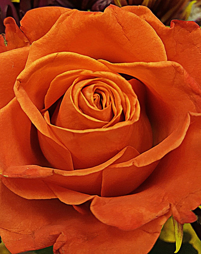 Rose Beauty  by jo38